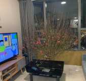 Căn hộ River Gate 2PN view sông giá thuê 15tr/ tháng