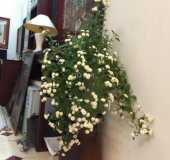 Nhà đẹp - phân lô - Hoàng Cầu - gần uỷ ban quận Đống Đa - hồ - ôtô đỗ cửa - KDVP - 10.5 tỷ