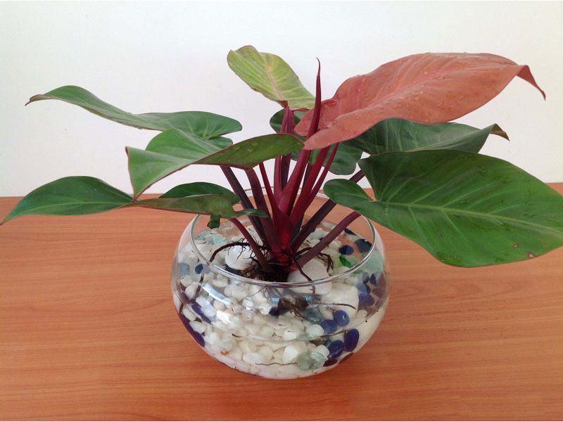 Trầu bà đế vương đỏ
