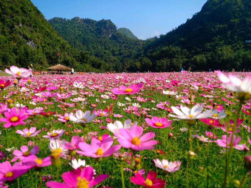 Thung lũng hoa Bắc Sơn