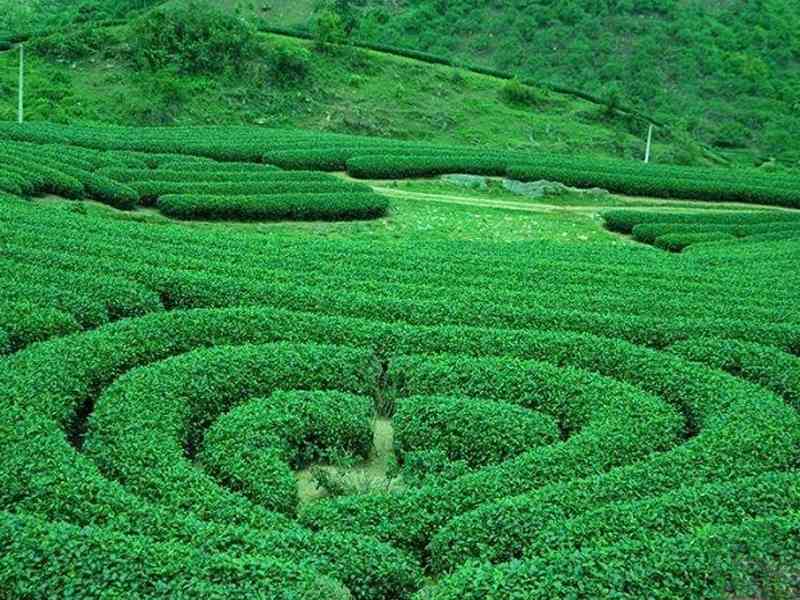 Đồi chè trái tim Mộc Châu