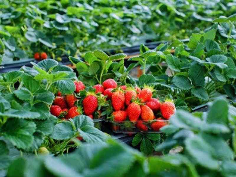 Trang trại dâu tây