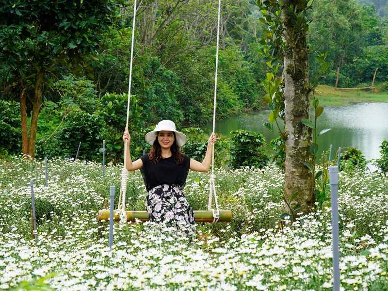 Vườn cúc họa mi Khe Sanh
