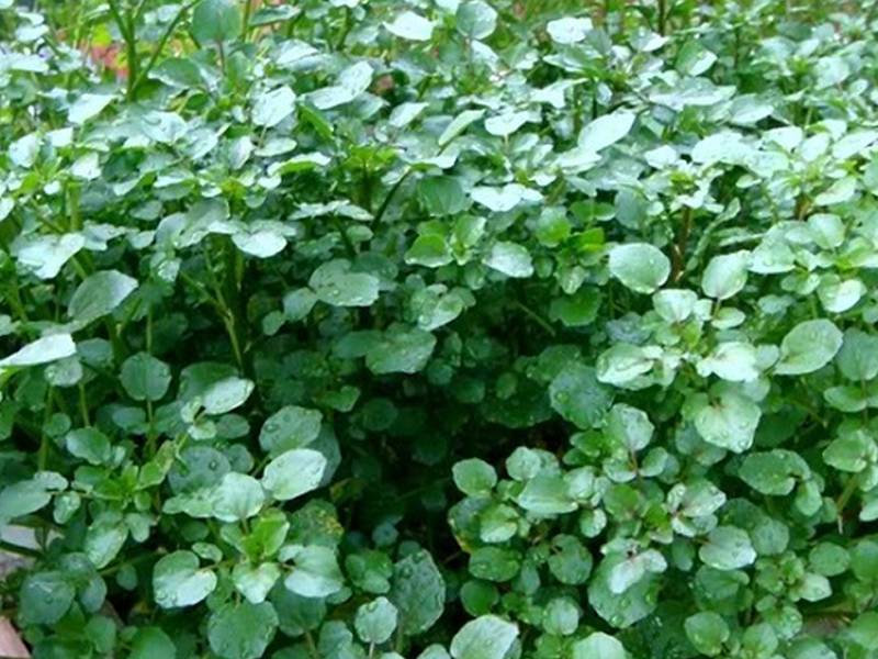 Rau xà lách xoong