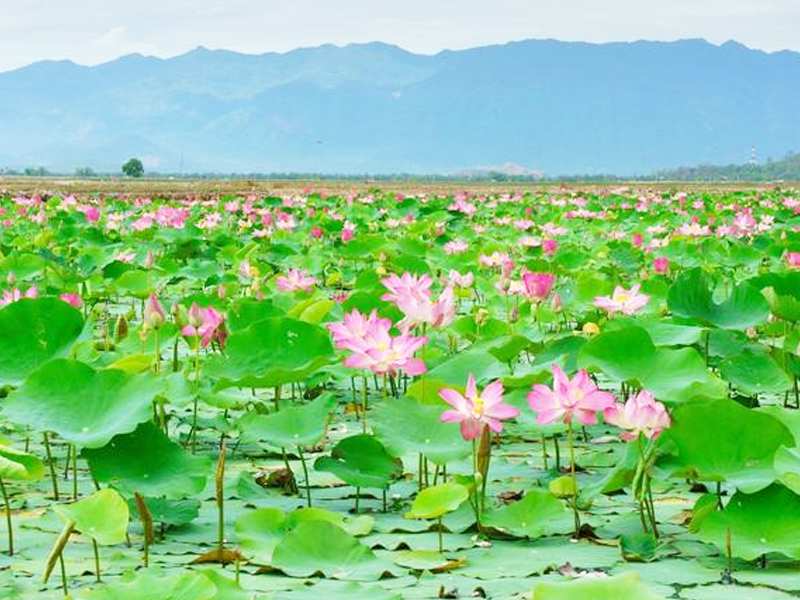 Du lịch Đồng Tháp